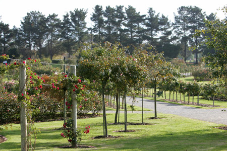 Werribee Park Rose Garden