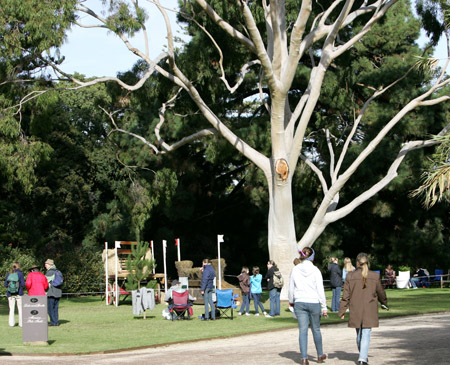 Stately Trees in the Mansion gardens