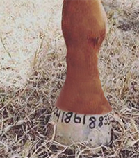 Hooves Marked