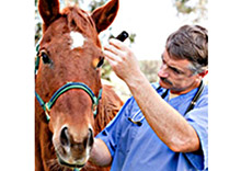 Horse and Vet