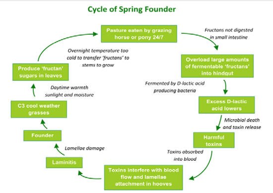 Cycle of Spring Founder