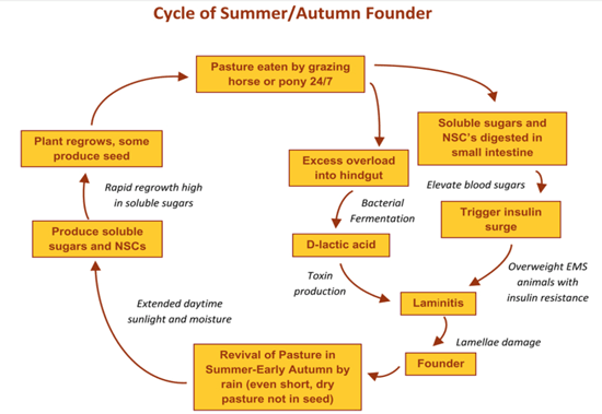Cycle of Summer Founder